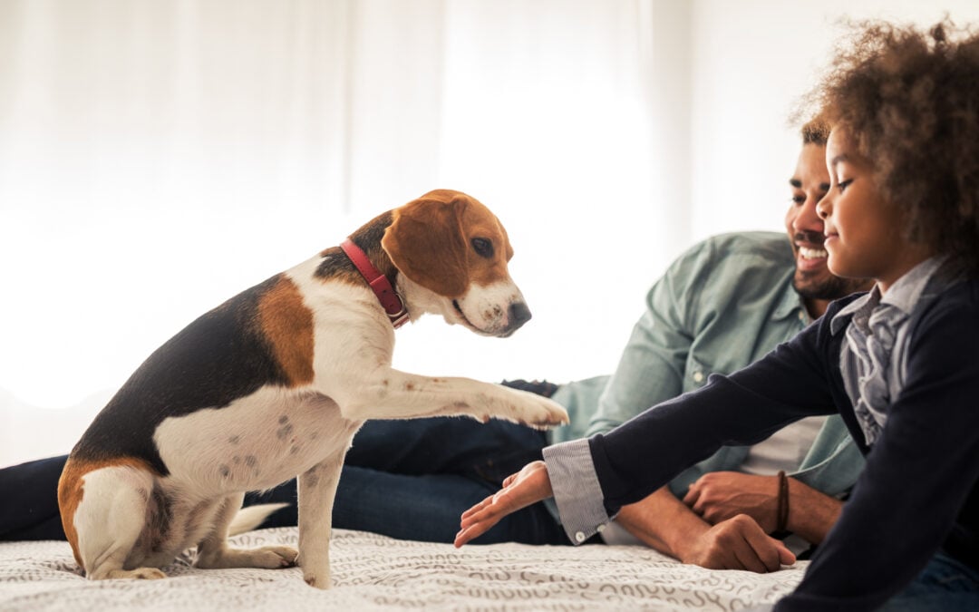 Why do i need pet insurance?