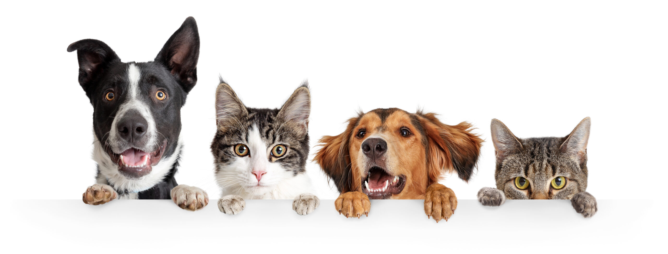 Curious cats and dogs peeking over a clean white banner. Promote peace of mind with pet insurance for your furry family members.
