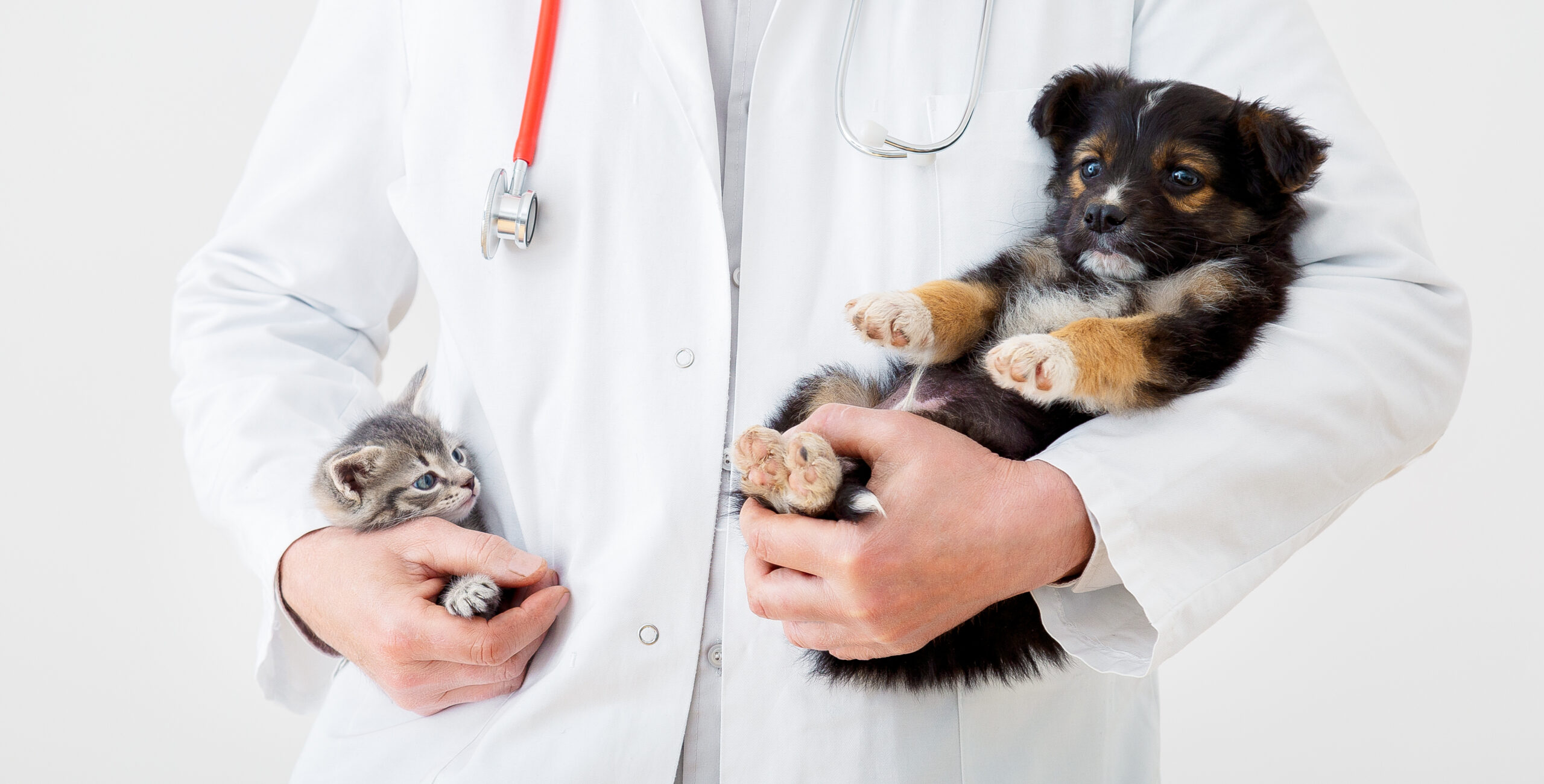 Veterinarian holding a kitten and a puppy during a health check at a veterinary clinic. Cat and dog in doctor’s hands with stethoscope visible. Promoting pet insurance for young animals